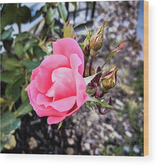 Rose Wood Print featuring the photograph A Rose is a Rose by Lee Beuther