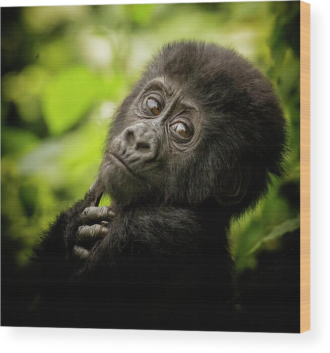 Africa Wood Print featuring the photograph Almost Human by Phil Marty