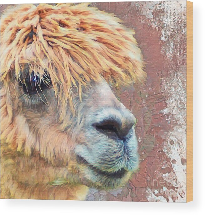 Alpaca Wood Print featuring the mixed media Alpaca Portrait by Kathy Kelly