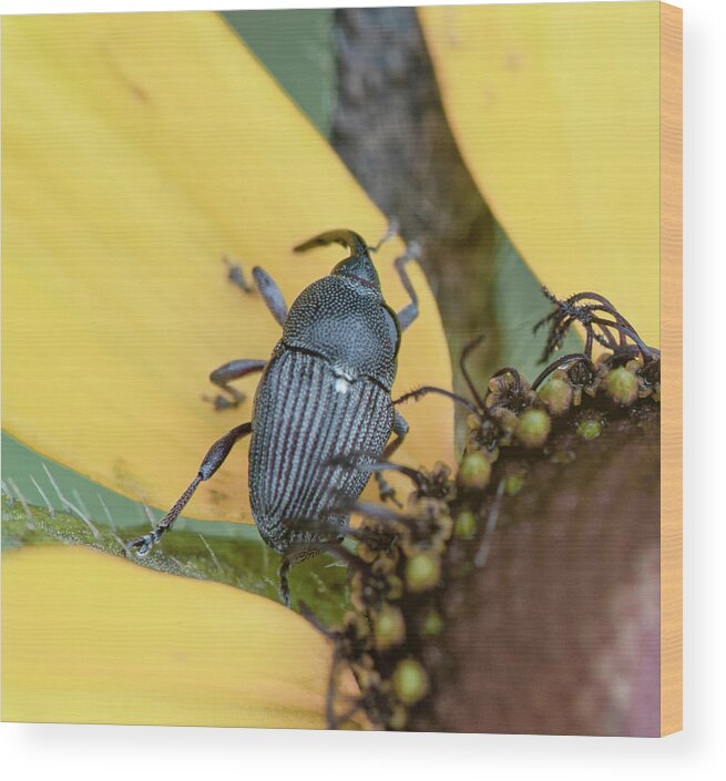 Beetle Wood Print featuring the photograph Beetle On A Daisy by Phil And Karen Rispin