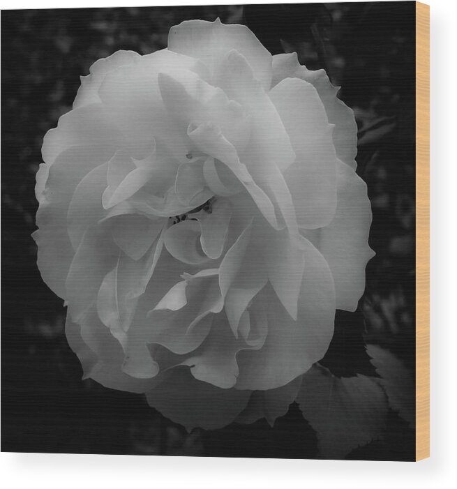 Flower Wood Print featuring the photograph Black and White by Anamar Pictures