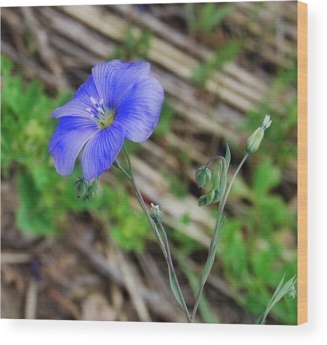 Flower Wood Print featuring the photograph Blue Glory by Judy Cuddehe