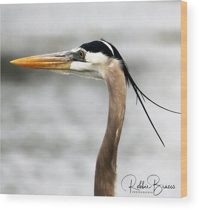 Blue Wood Print featuring the photograph Blue Heron Focused On His Prey by Philip And Robbie Bracco