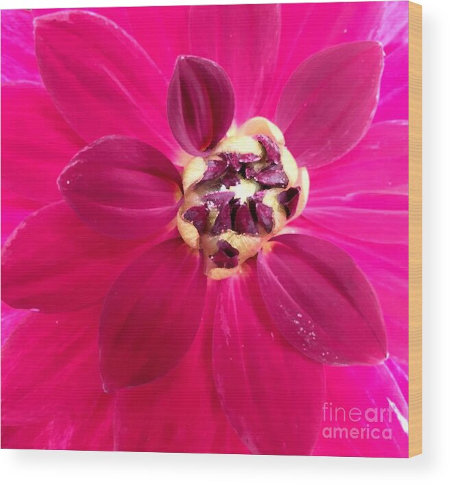 Bud Wood Print featuring the photograph Centre Stage Pink by Tracey Lee Cassin