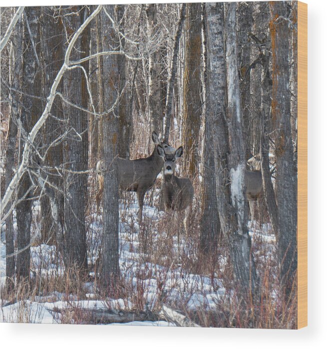 Deer Wood Print featuring the photograph Deer In Winter Woods by Karen Rispin