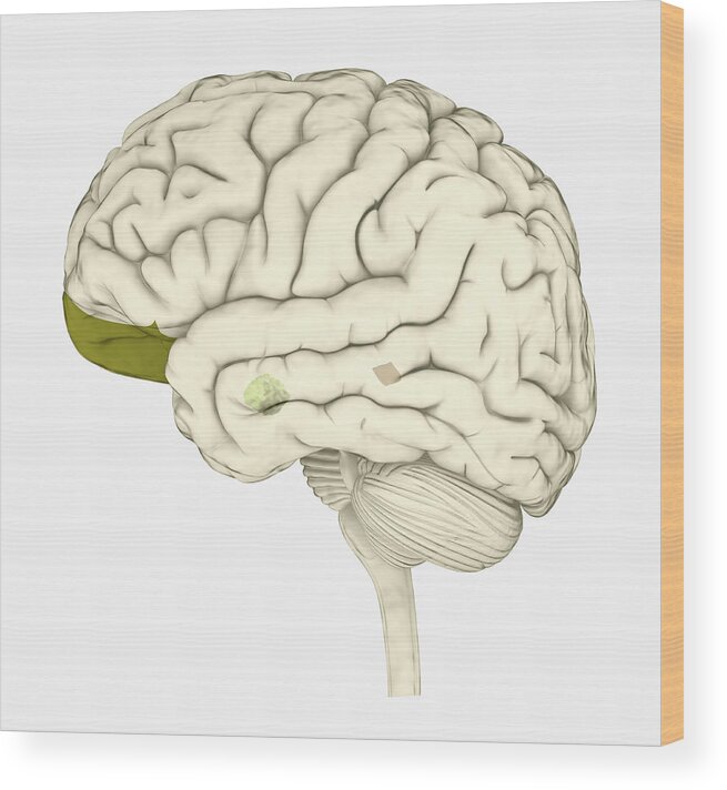 White Background Wood Print featuring the drawing Digital illustration of human brain with orbitofrontal cortex and amygdala highlighted in green by Dorling Kindersley