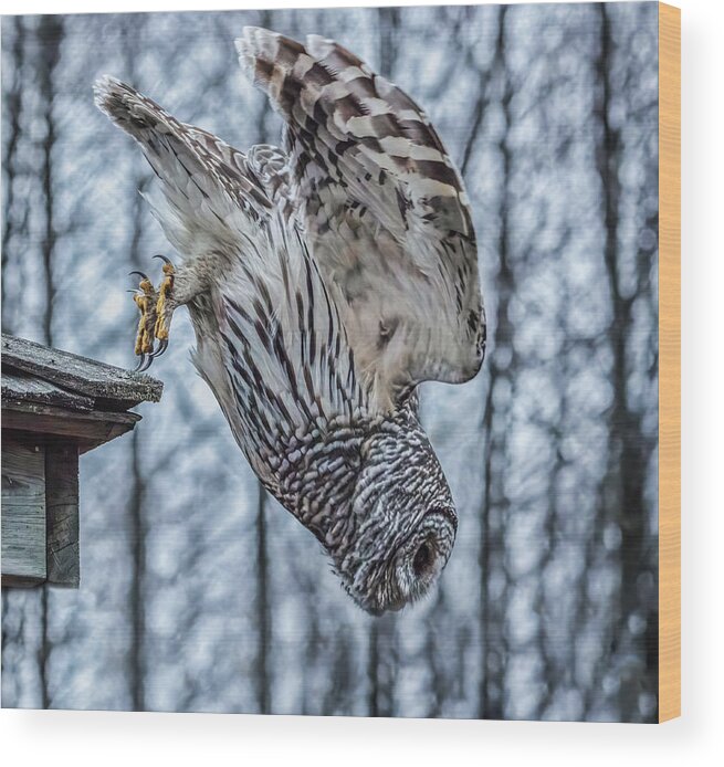 Barred Owl Wood Print featuring the photograph Dive by Brad Bellisle