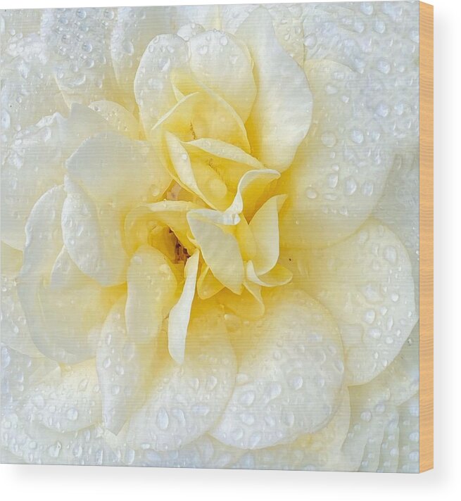 Macro Wood Print featuring the photograph Elegant White Rose by Jerry Abbott