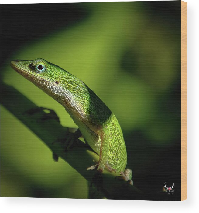 Green Wood Print featuring the photograph Green Lizard by Pam Rendall