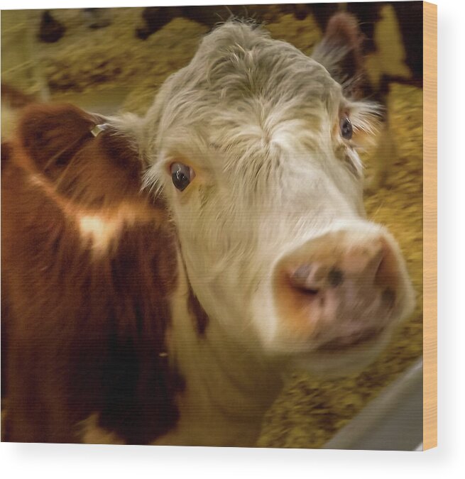 Hereford Wood Print featuring the photograph Hereford Heifer by Joyce Wasser