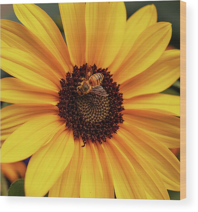 Honey Bee Wood Print featuring the photograph Honey On Yellow Daisy by Arthur Oleary
