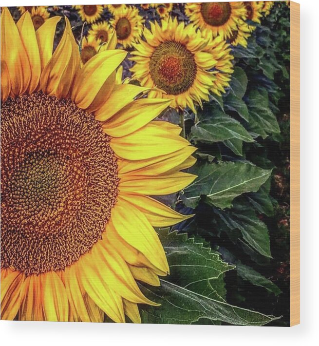 Iphonography Wood Print featuring the photograph Iphonography Sunflower 3 by Julie Powell