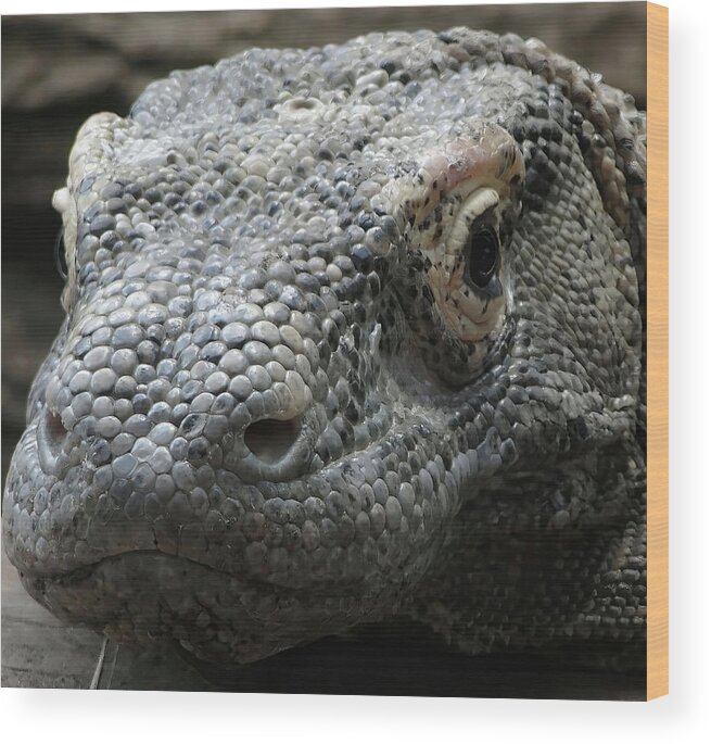 Alligator Wood Print featuring the photograph Komodo monitor lizard #BuyIntoArt by Steve Estvanik