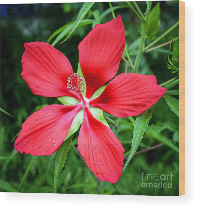 Flower Wood Print featuring the photograph Nature by Alan Riches