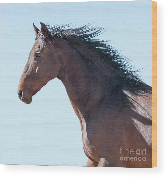 Horse Wood Print featuring the photograph Nitro Thoroughbred Horse by Jody Miller