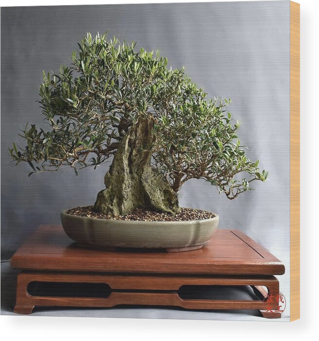 Olive Wood Print featuring the photograph Olive Bonsai by Gerald Carpenter