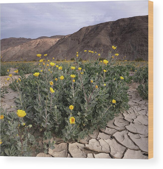San Diego Wood Print featuring the photograph Plain of Desert Sunflowers at Anza Borrego by William Dunigan