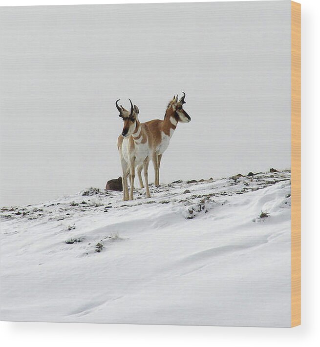 Winter Wood Print featuring the photograph Pronghorn Twin by Carl Moore