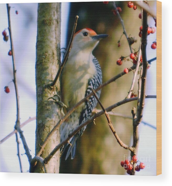 Red-bellied Woodpecker Wood Print featuring the photograph Red-Bellied Woodpecker with Berries by Sea Change Vibes