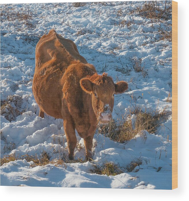 Cow Wood Print featuring the photograph Red cow in winter by Phil And Karen Rispin