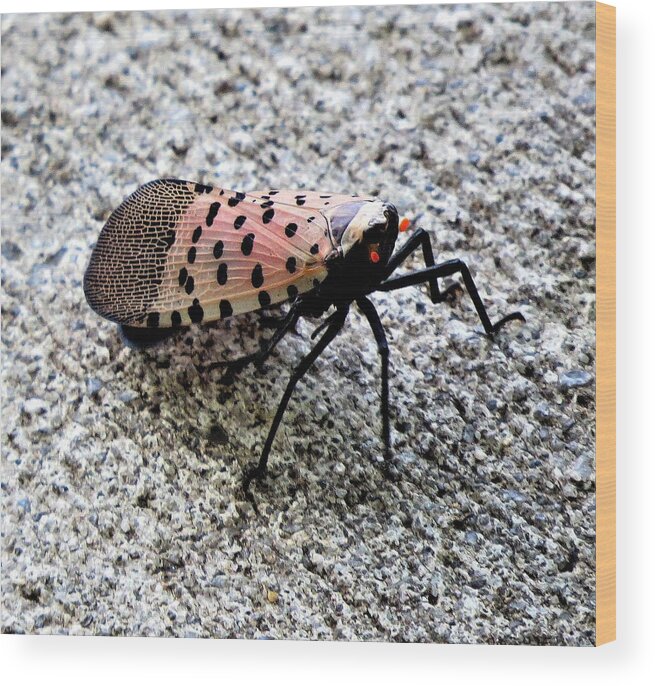 Insects Wood Print featuring the photograph Red Spotted Lanternfly Closeup by Linda Stern