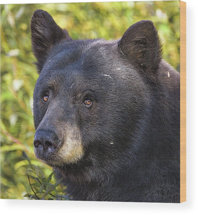 Black Bear Wood Print featuring the photograph Bear Portrait by Scott Warner