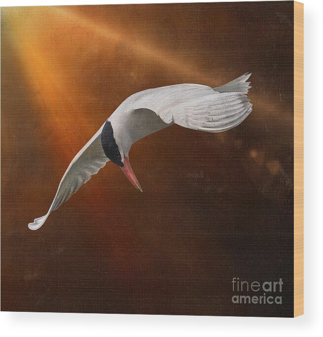 Caspian Tern Wood Print featuring the photograph Terned Into Art by Sandra Rust