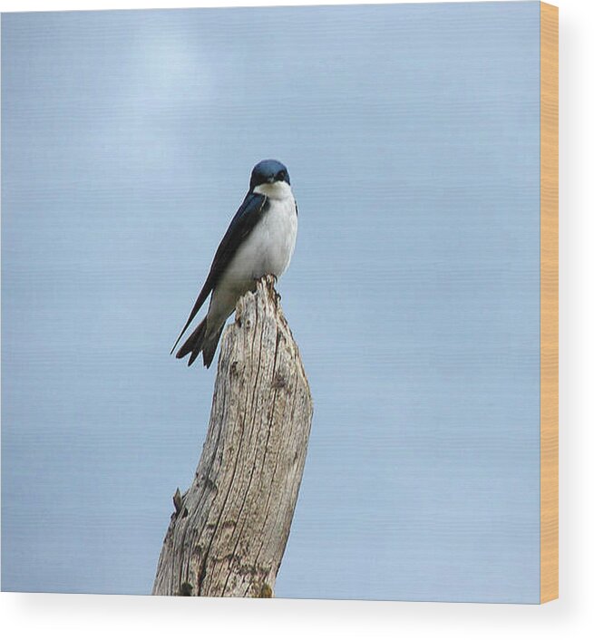 Birds Wood Print featuring the photograph Tree Swallow by Carl Moore