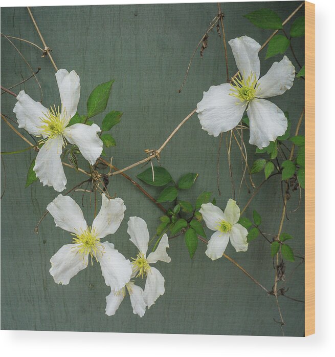 Clematis White Vine Green Blossoms Flowers Blooms Wood Print featuring the photograph White Clematis 3 by Peggy McCormick