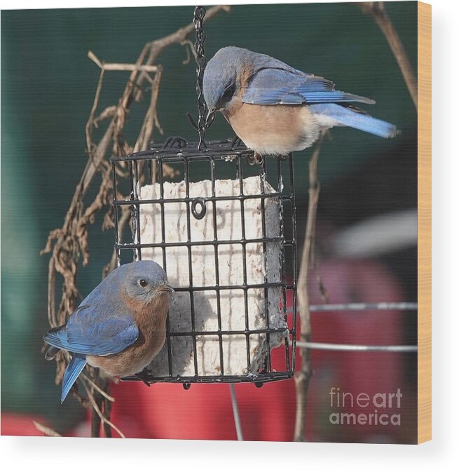 Bluebirds Wood Print featuring the photograph Winter Breakfast by Alice Mainville