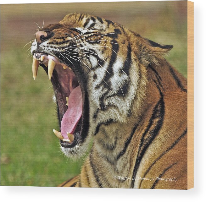 Bengal Tiger Wood Print featuring the photograph Bengal Tiger #1 by Winston D Munnings