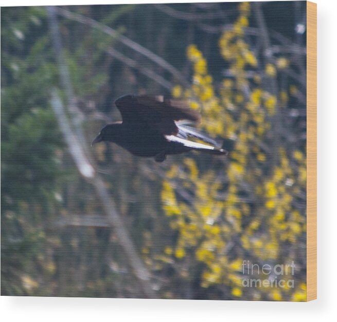 Outdoor Wood Print featuring the photograph Crow in Flight #1 by M J