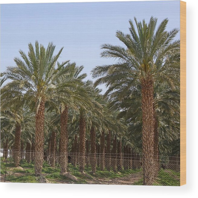 Date Palms Wood Print featuring the photograph Date Palms from the Jordan Valley by Rita Adams