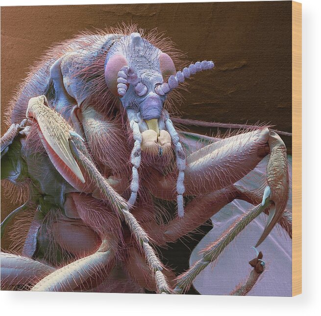 Animal Wood Print featuring the photograph March Fly #1 by Steve Gschmeissner