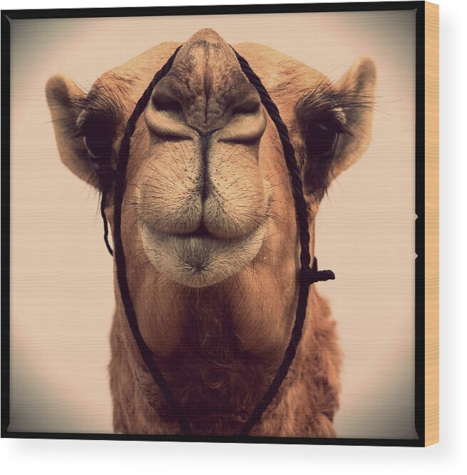 Miss Camels - Mumen Khatib Wood Print featuring the photograph Miss Camels #1 by Mumen Khatib