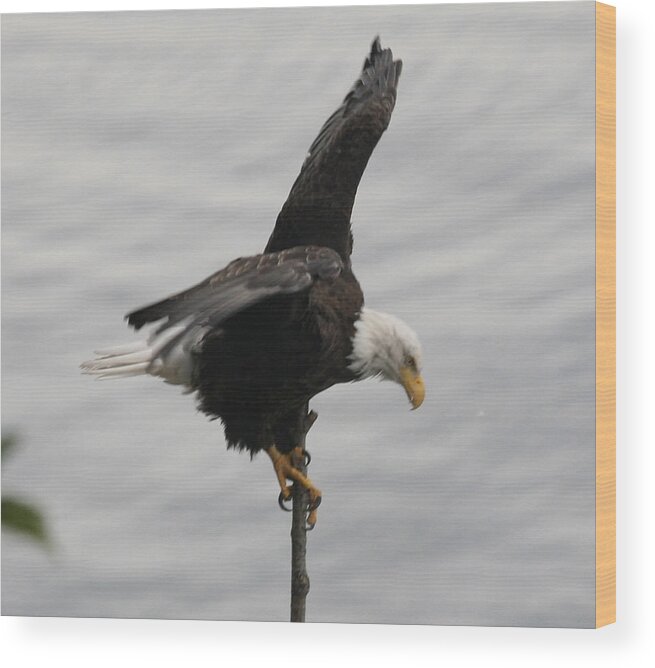 Pacific Northwest Eagle Wood Print featuring the photograph Pacific Northwest Eagle II by Mary Gaines