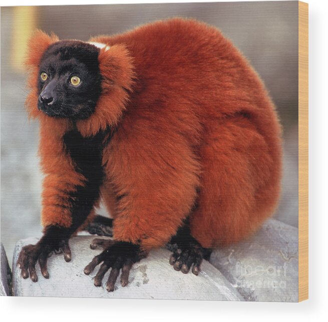 Lemur Wood Print featuring the photograph Red-ruffed Lemur #1 by Millard H. Sharp