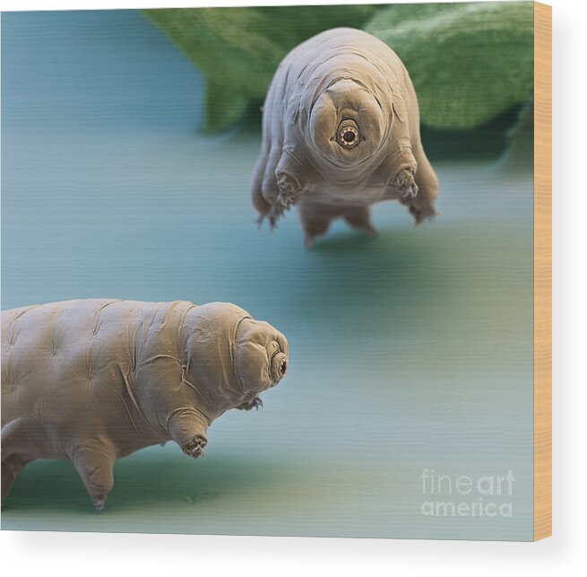 Paramacrobiotus Fairbanki Wood Print featuring the photograph Water Bear by Eye of Science and Science Source