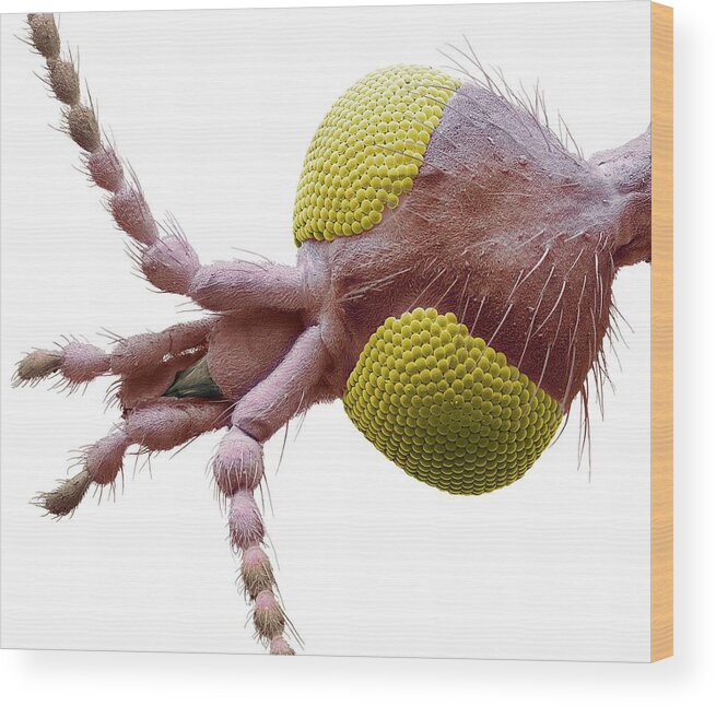 Anatomy Wood Print featuring the photograph Crane Fly Head #2 by Steve Gschmeissner/science Photo Library