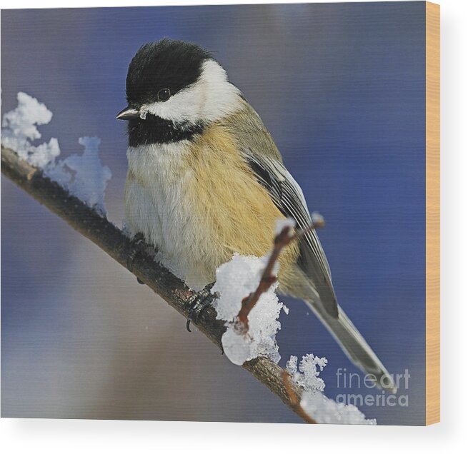 Black-capped Chickadee Wood Print featuring the photograph Winter Chickadee... by Nina Stavlund