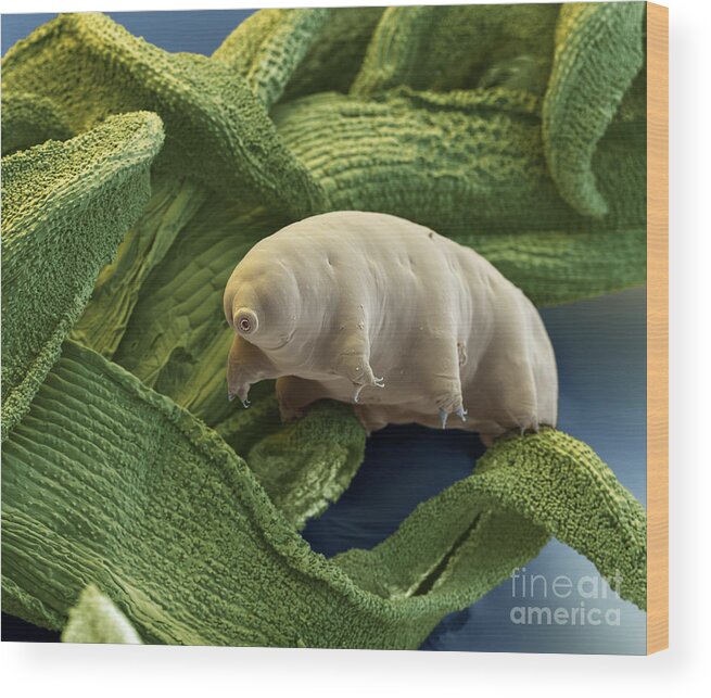 Macrobiotus Sapiens Wood Print featuring the photograph Water Bear #3 by Eye of Science and Science Source