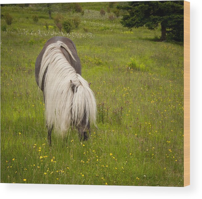 Appalachian Trail Wood Print featuring the photograph Wild Horses by Joye Ardyn Durham