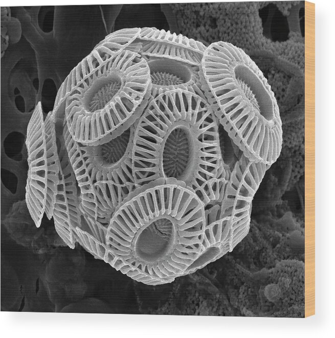 Calcareous Phytoplankton Wood Print featuring the photograph Coccolithophore #4 by Steve Gschmeissner/science Photo Library
