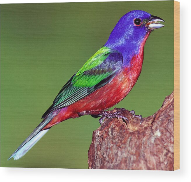 Nature Wood Print featuring the photograph Painted Bunting #4 by Millard H. Sharp