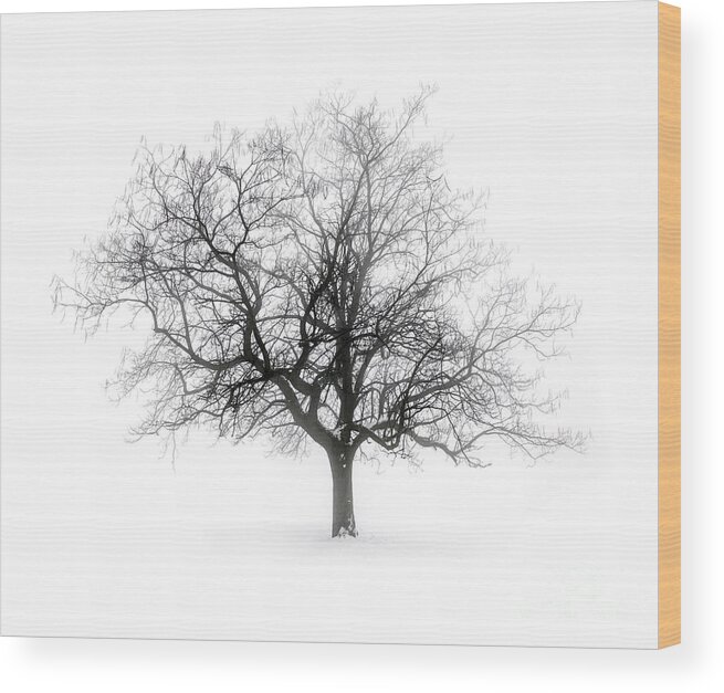 Tree Wood Print featuring the photograph Lone winter tree in fog by Elena Elisseeva