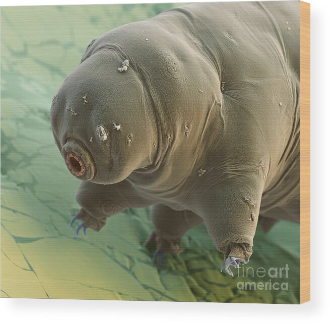 Paramacrobiotus Craterlaki Wood Print featuring the photograph Water Bear #6 by Eye of Science and Science Source