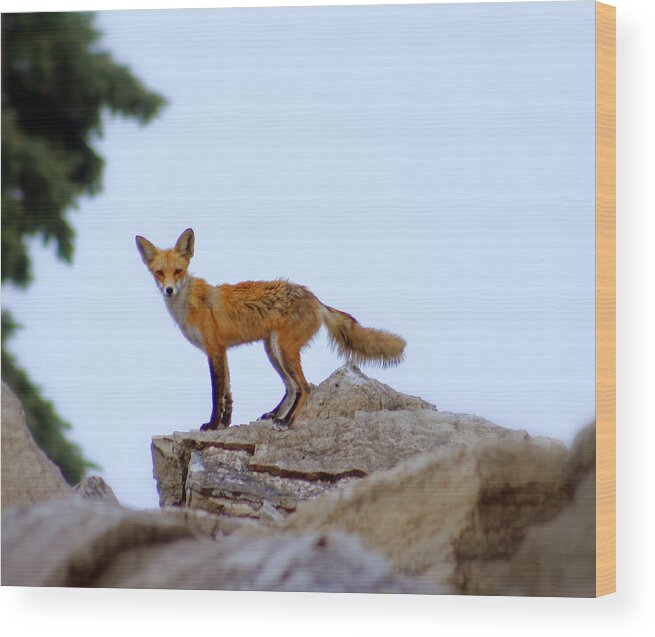 Fox Wood Print featuring the photograph A Fox On The Rocks by Kay Novy