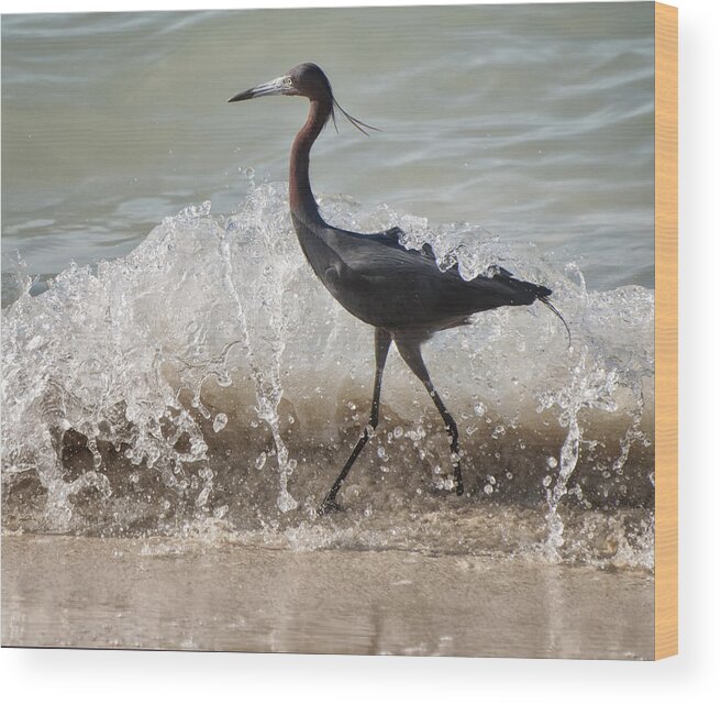 Jamaica Wood Print featuring the photograph A Morning Stroll Interrupted by Gary Slawsky