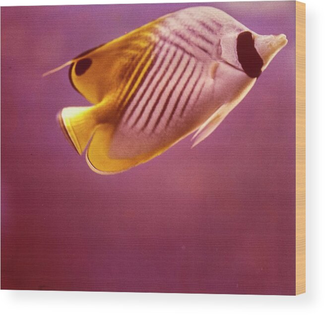 Copy Space Wood Print featuring the photograph A Striped Butterfly Fish by Horst P. Horst