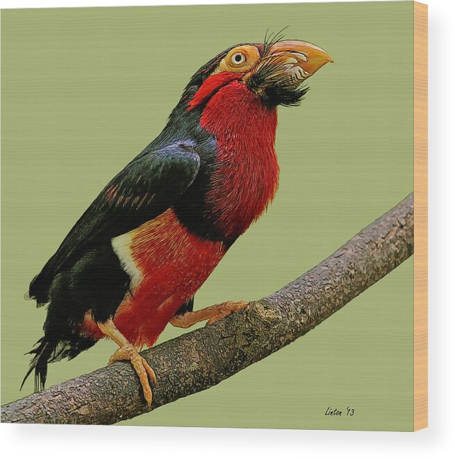 African Bearded Barbet Wood Print featuring the digital art African Bearded Barbet 3 by Larry Linton